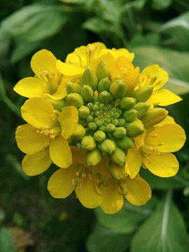 油菜花
