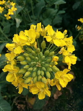 油菜花