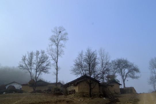 乡村 土坯房 白杨树