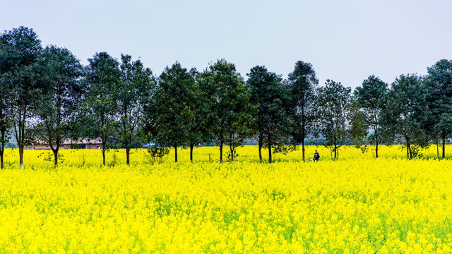 油菜花