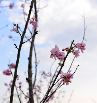 樱花