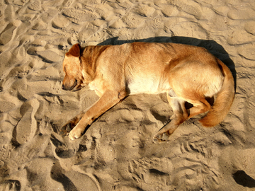沙滩上睡觉的狗