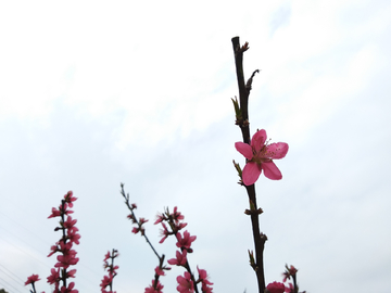 桃花枝蓝天