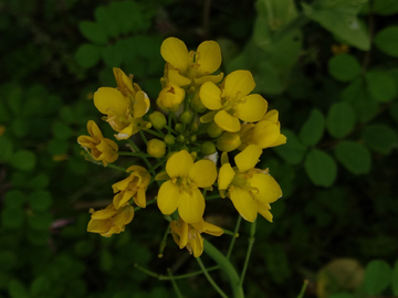 油菜花