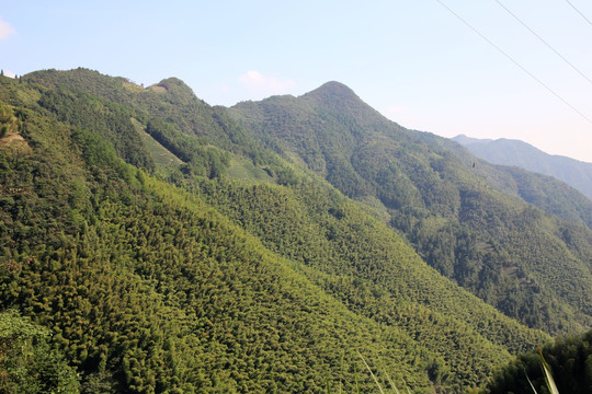 山区森林植被