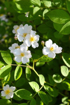 金樱子花