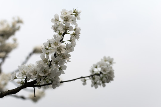 花4734