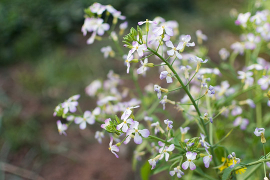 花4791