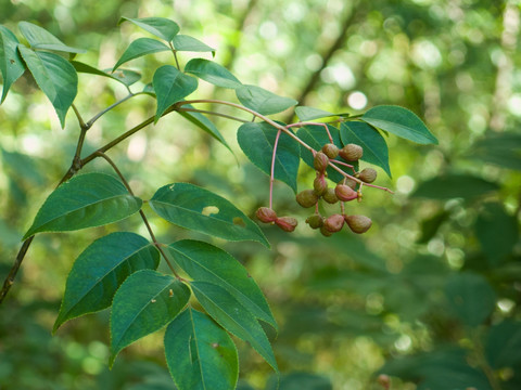 省沽油科植物野鸦椿枝叶