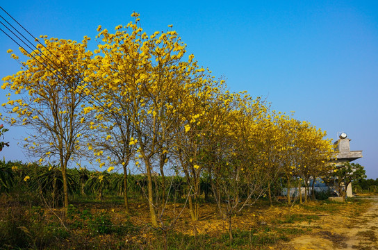 风铃木 高清大图 风景树