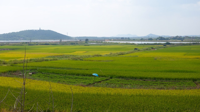 田园风光 田野