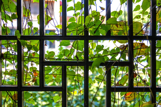 中式园林镂空窗