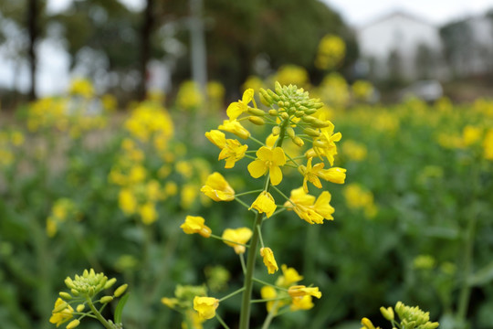 油菜花