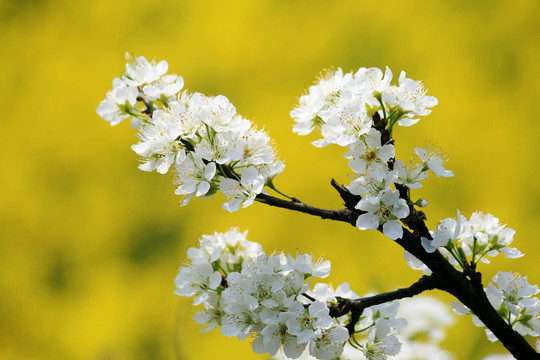 李子花