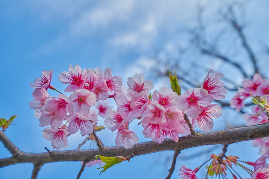 高清樱花