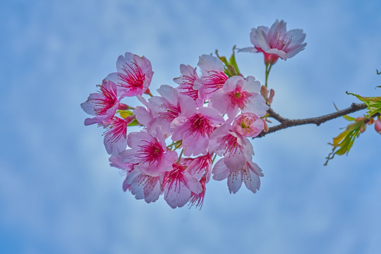 高清樱花