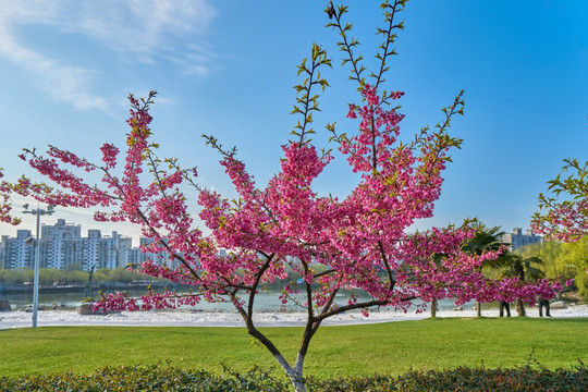 高清樱花