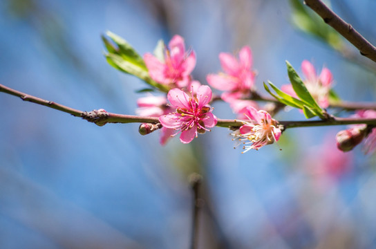 桃花