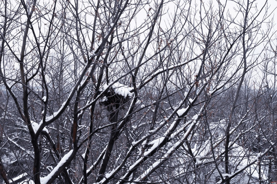 西溪湿地雪景