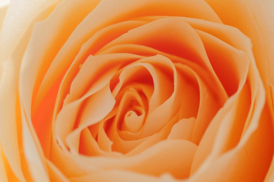 玫瑰花 橙色