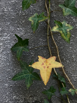 攀援植物爬山虎