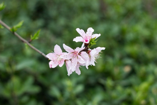 一支桃花