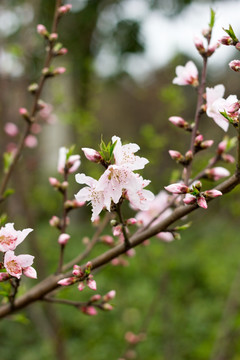 春季桃花