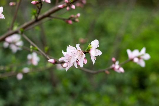 春季桃花