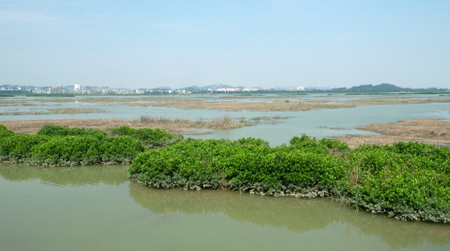 红树林湿地