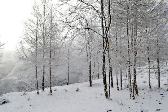树林雪景