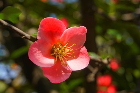 红色海棠花 一朵花 花朵特写