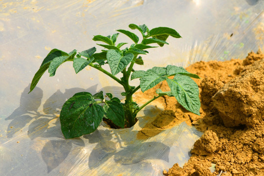 地膜种植 地膜土豆 农业科技