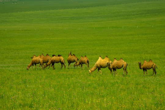 吃草的骆驼群