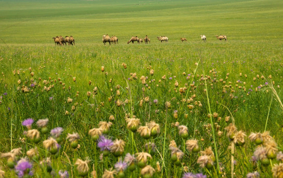 草原野花骆驼
