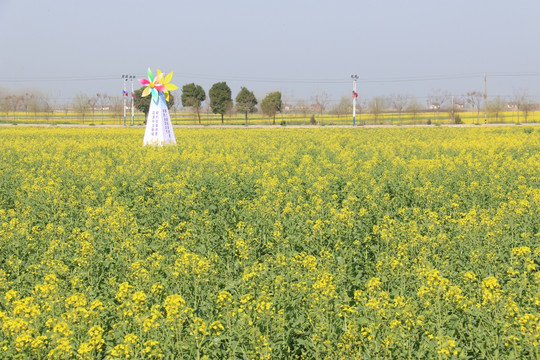 消泗油菜花