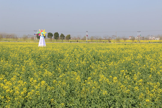 消泗油菜花