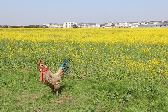 消泗油菜花