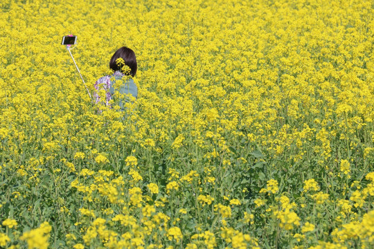 消泗油菜花