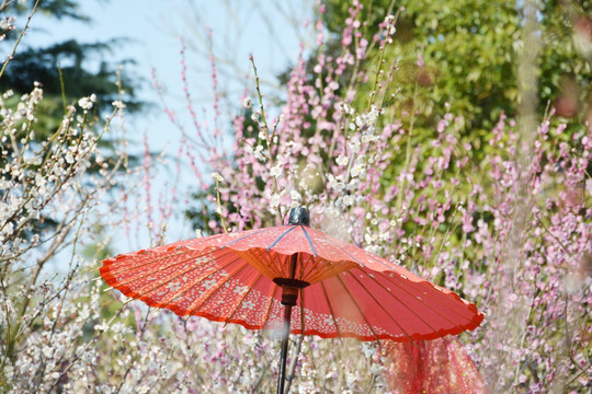 梅花与红伞