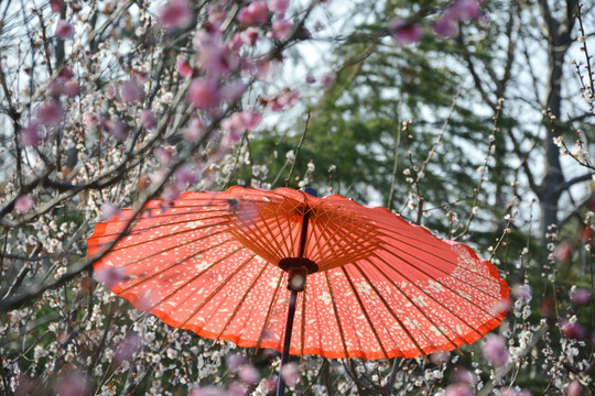 花间红伞