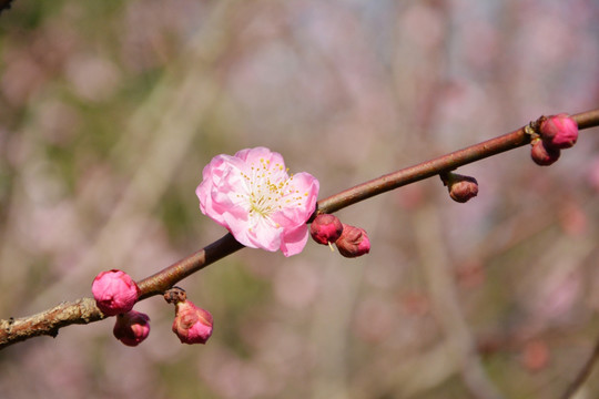 一枝梅花