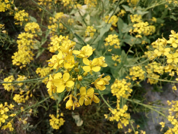 油菜花