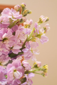 花卉 紫罗兰