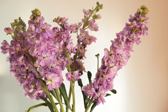 紫罗兰 花束 鲜花