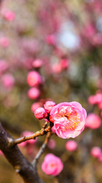 梅花盛开