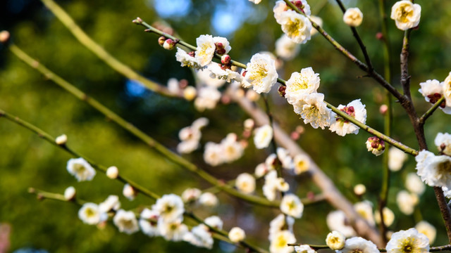 梅花盛开
