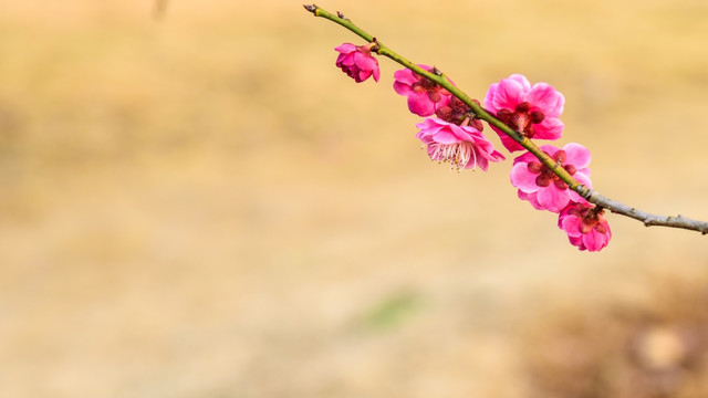 梅花盛开