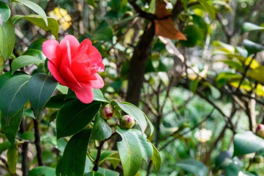 山茶花