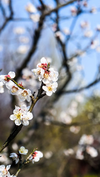 梅花盛开