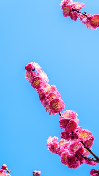 梅花盛开